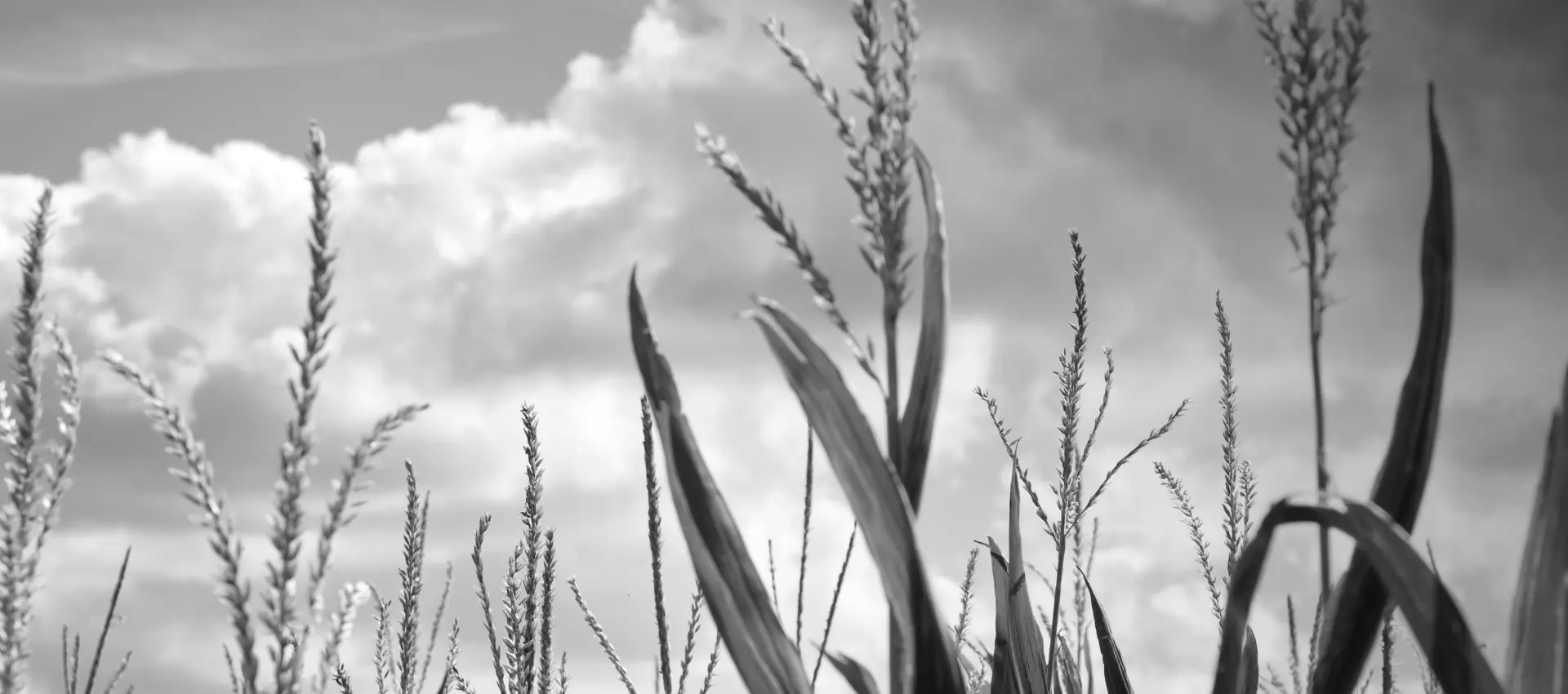 LG Home Food and Agriculture